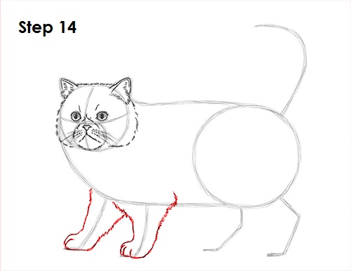Persian Cat Drawing 14 Draw Persian Cat 14