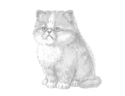 How to Draw a Cat (Persian Kitten)