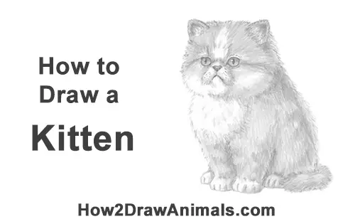How to Draw a Persian Kitty Cat