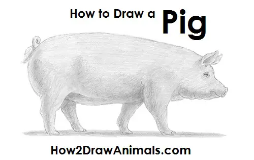 Draw Pig