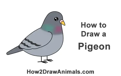 How To Draw A Pigeon Cartoon Video Step By Step Pictures