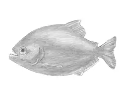 How to draw a Piranha Fish