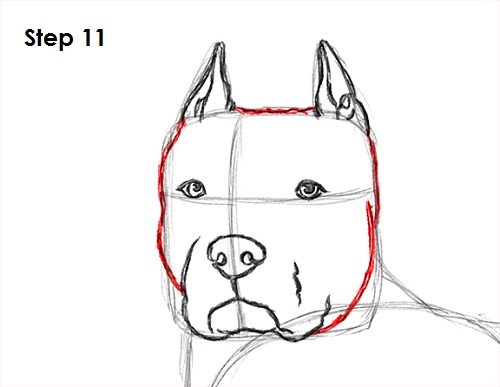 Draw Pit Bull 11