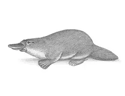 How to Draw a Duck-Billed Platypus Side View