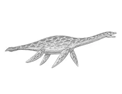 How to Draw a Plesiosaurus Dinosaur Marine Reptile