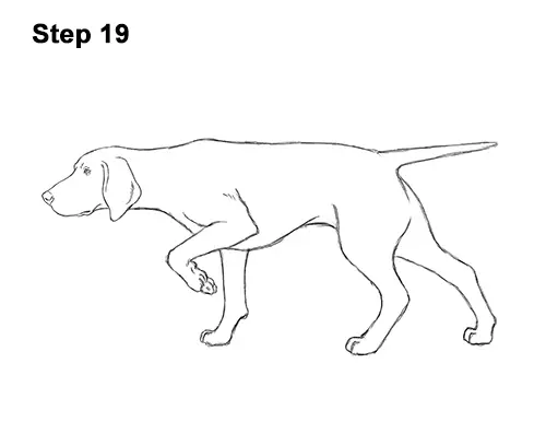 How To Draw A Pointer Dog Video Step By Step Pictures