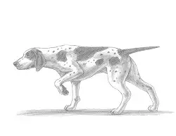How to Draw an English German Shorthaired Pointer Dog
