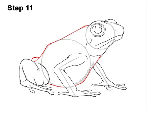 How to Draw a Frog (Poison Dart Frog) VIDEO & Step-by-Step Pictures