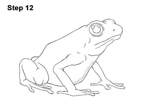 How to Draw a Frog (Poison Dart Frog) VIDEO & Step-by-Step Pictures