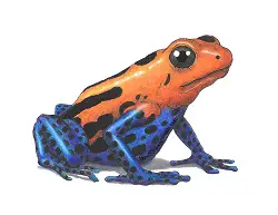 How to Draw a Poison Dart Frog Color