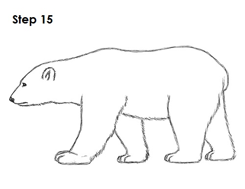 Draw Polar Bear 15