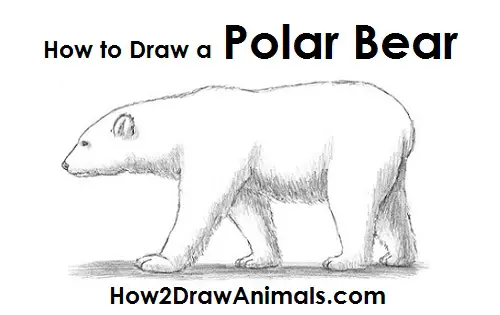 10 Best For Easy Polar Bear Pencil Drawing Armelle Jewellery