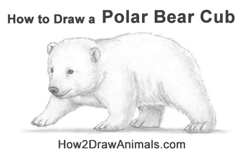 How to Draw a Cute Baby Polar Bear Cub