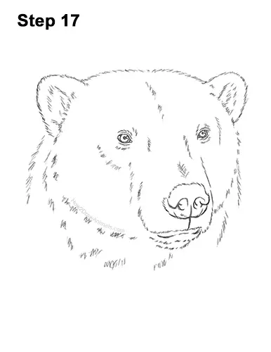 How to Draw a Polar Bear (Head Detail) VIDEO & Step-by-Step Pictures