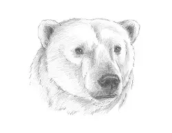 How to Draw a Polar Bear Head Detail Portrait Face