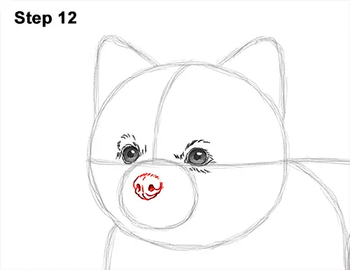 How to Draw a Cute Pomeranian Puppy Dog 12
