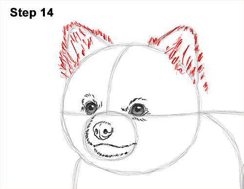 How to Draw a Cute Pomeranian Puppy Dog 14