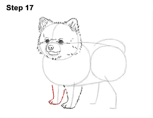 How to Draw a Cute Pomeranian Puppy Dog 17