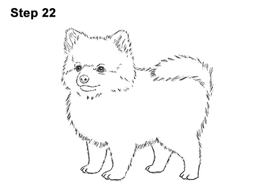 How to Draw a Cute Pomeranian Puppy Dog 22