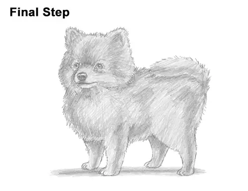 How to Draw a Cute Pomeranian Puppy Dog