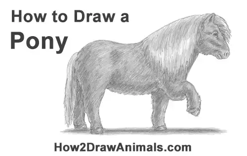 steps to draw ponies