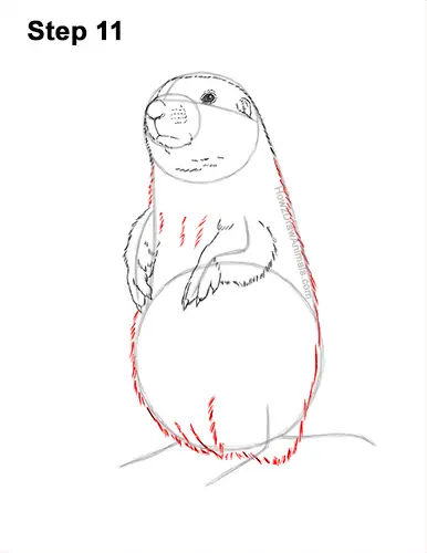 How to Draw a Black-Tailed Prairie Dog Standing Up 11