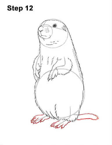 How to Draw a Black-Tailed Prairie Dog Standing Up 12