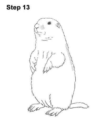 How to Draw a Black-Tailed Prairie Dog Standing Up 13