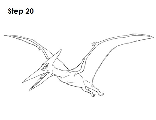 Draw Pteranodon Dinosaur 20