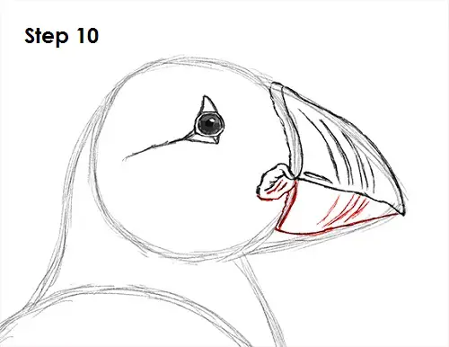 Puffin Bird Drawing 10 Draw Puffin Bird 10