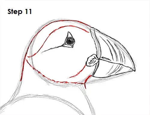 Puffin Bird Drawing 11 Draw Puffin Bird 11