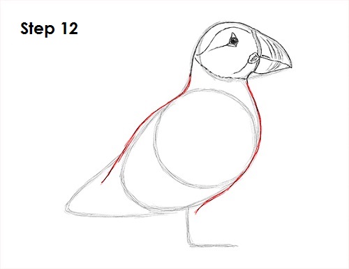 Draw Puffin Bird 12