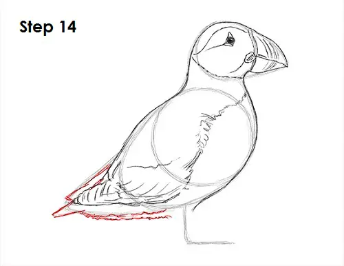 Puffin Bird Drawing 14 Draw Puffin Bird 14