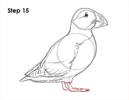 Draw Puffin Bird 15
