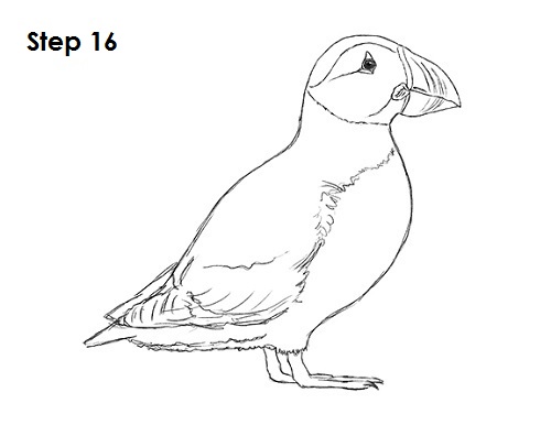 Draw Puffin Bird 16