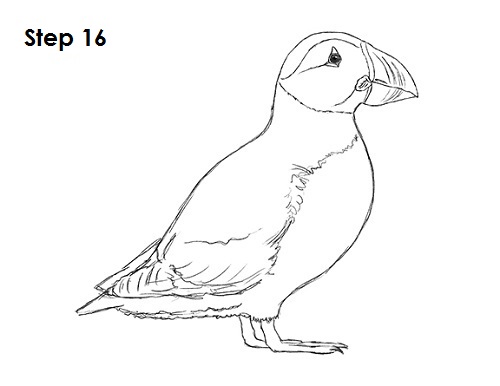 How to Draw a Puffin