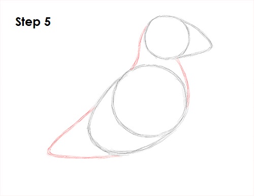 Draw Puffin Bird 5