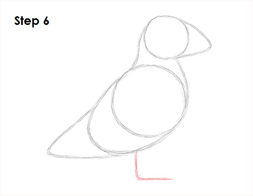 Draw Puffin Bird 6