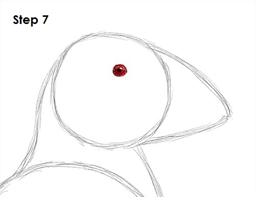 Draw Puffin Bird 7