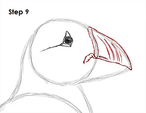 Draw Puffin Bird 9