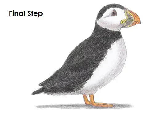 How to Draw a Puffin