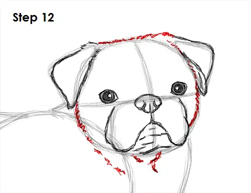 Draw Pug Drawing 12