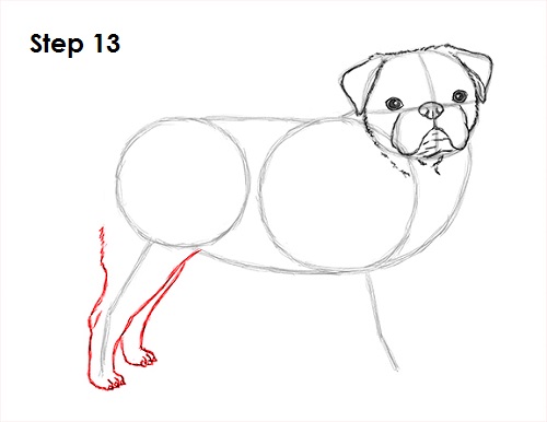 Draw Pug Drawing 13