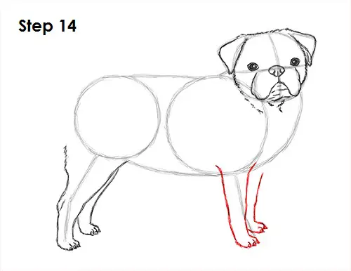 Draw Pug Drawing 14