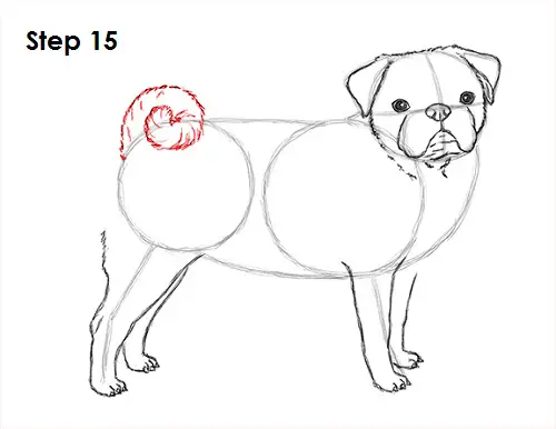 Draw Pug Drawing 15
