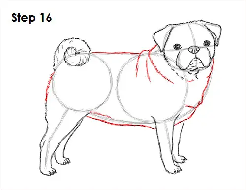 Draw Pug Drawing 16