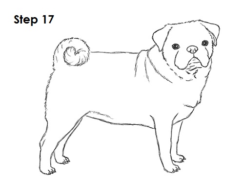 Draw Pug Drawing 17
