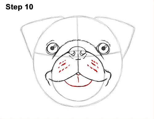 How to Draw a Pug (Head Detail)