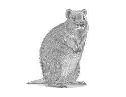 How to Draw a Quokka Short Tail Scrub Wallaby