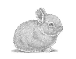 Images Of Baby Cute Realistic Drawings Of Animals